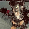 dog, pet, bed, indoor, black_and_tan, animal, furniture, paw, canine, portrait, looking_away, domestic, household, muzzle, ears, fur, resting, blanket, room, wall_art
