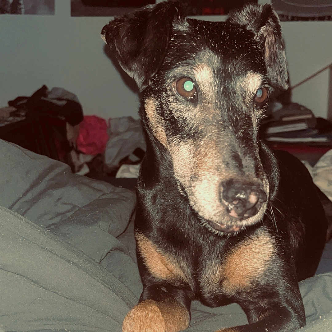 Idefix