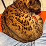 Ulia a rejoint le concours — aidez-le/la à gagner de superbes lots ! cat, sleeping, spotted_fur, orange_surface, denim_jeans, indoor, tile_floor, furniture_leg, curled_up, pet, resting, cozy, animal, tabby_cat, domestic_cat, close_up, warm_colors, relaxing, casual, home