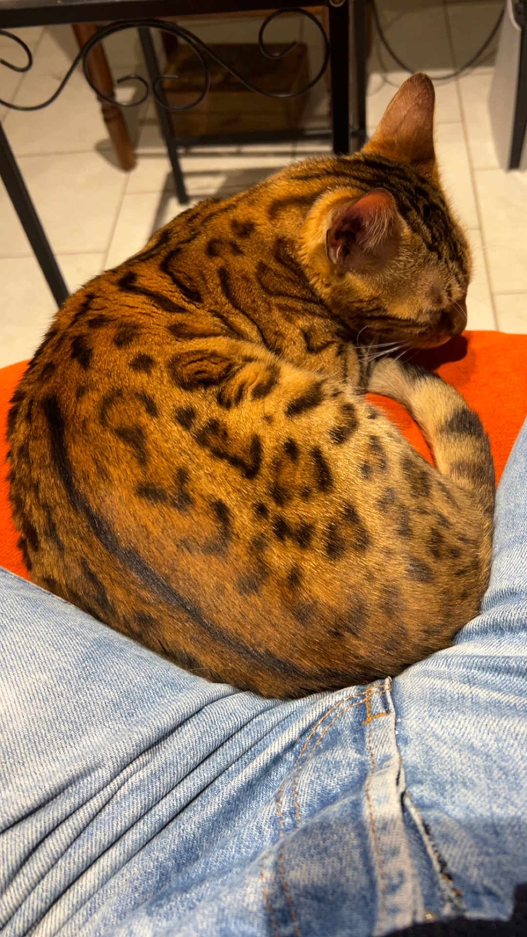 Ulia a rejoint le concours — aidez-le/la à gagner de superbes lots ! cat, sleeping, spotted_fur, orange_surface, denim_jeans, indoor, tile_floor, furniture_leg, curled_up, pet, resting, cozy, animal, tabby_cat, domestic_cat, close_up, warm_colors, relaxing, casual, home