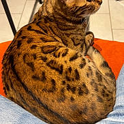 Ulia a rejoint le concours — aidez-le/la à gagner de superbes lots ! cat, bengal_cat, animal, pet, indoor, lap, jeans, blue_jeans, feline, spotted, fur, orange, brown, black_spots, resting, cozy, floor, table, legs, relaxed
