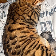 Osiris participe au concours pour gagner de l'argent avec cette photo : cat, bengal_cat, sleeping, fur, striped, spotted, pet, animal, bed, blanket, resting, indoor, closeup, whiskers, paw, relaxed, mammal, feline, cute, domestic