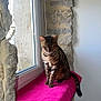 Osiris a rejoint le concours — aidez-le/la à gagner de superbes lots ! cat, bengal_cat, window, pink_blanket, stone_wall, indoor, pet, animal, feline, sitting, looking_outside, natural_light, cozy, resting, fur_pattern, domestic_cat, window_sill, curtains, home, quiet