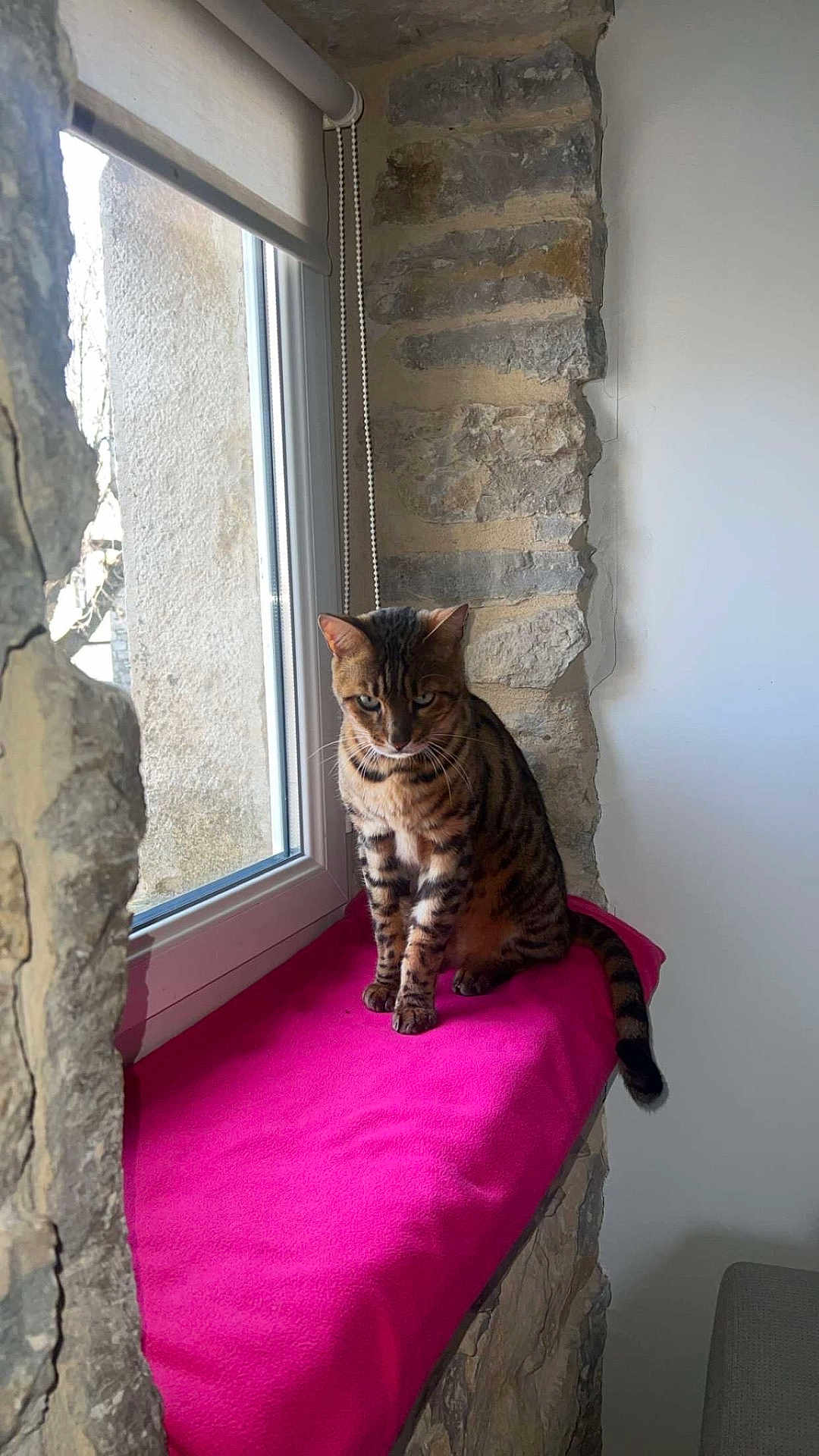 Osiris a rejoint le concours — aidez-le/la à gagner de superbes lots ! cat, bengal_cat, window, pink_blanket, stone_wall, indoor, pet, animal, feline, sitting, looking_outside, natural_light, cozy, resting, fur_pattern, domestic_cat, window_sill, curtains, home, quiet