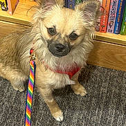 Monkey is registered to the contest to win money with this photo: animal, black_nose, books, bookshelf, brown_fur, carpet, companion, cute, dog, domestic_animal, ears, face, fur, indoor, leash, looking_at_camera, pet, rainbow_leash, sitting, small_dog