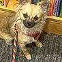 animal, black_nose, books, bookshelf, brown_fur, carpet, companion, cute, dog, domestic_animal, ears, face, fur, indoor, leash, looking_at_camera, pet, rainbow_leash, sitting, small_dog