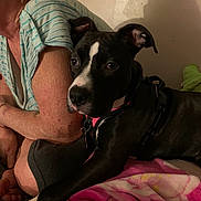 Rue joined the competition — help win amazing prizes! dog, person, indoor, blanket, striped_shirt, black_and_white, pet, resting, furniture, human_arm, canine, collar, harness, skin, pink, brown_hair, casual_clothing, wall, relaxation, animal