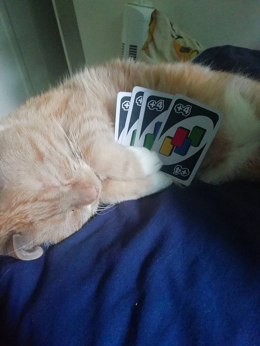 Jingle joined the competition — help win amazing prizes! canidae, carnivore, cat, claw, comfort, companion_dog, domestic_short_haired_cat, eye, felidae, fur, grey, linens, nap, paw, sleep, small_to_medium_sized_cats, snout, sporting_group, tail, whiskers