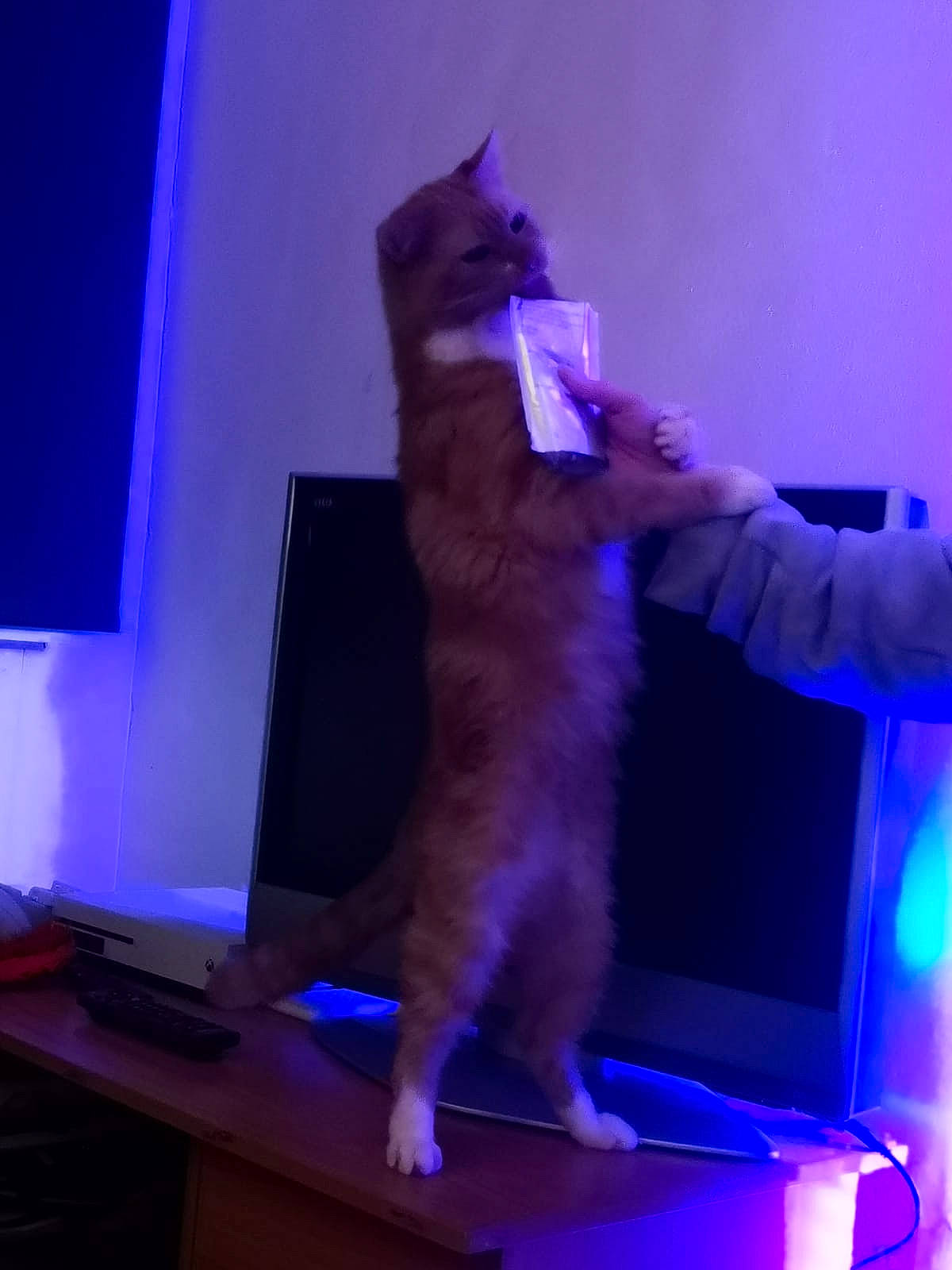 Jingle is registered to the contest to win money with this photo: carnivore, cat, desk, display_device, electric_blue, entertainment, event, felidae, fun, fur, gesture, human_leg, lap, performance, purple, room, small_to_medium_sized_cats, table, tail, whiskers