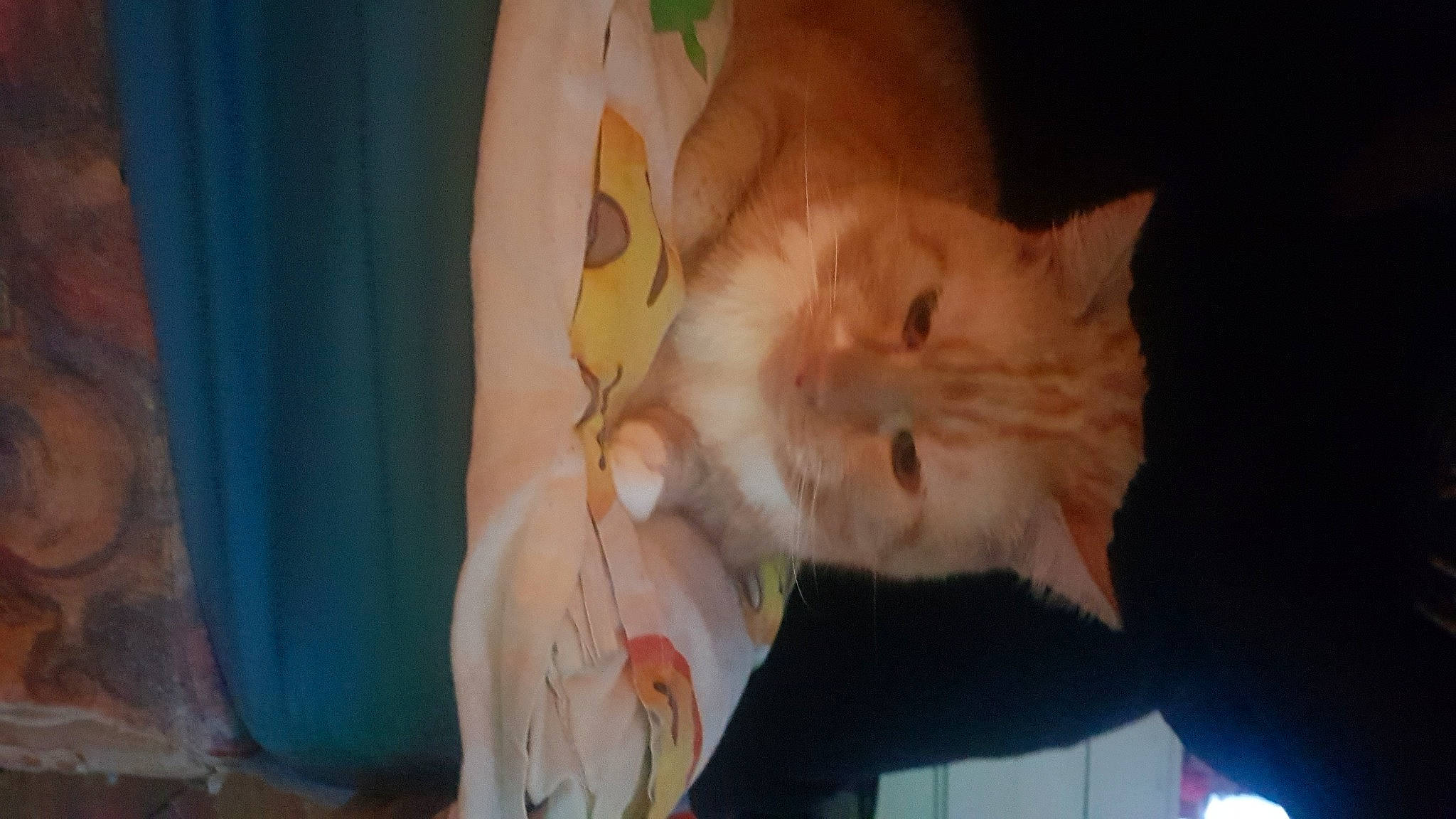 Jingle joined the competition — help win amazing prizes! carnivore, cat, claw, curtain, domestic_short_haired_cat, ear, event, fawn, felidae, fur, gesture, paw, peach, small_to_medium_sized_cats, snout, tail, whiskers, wood