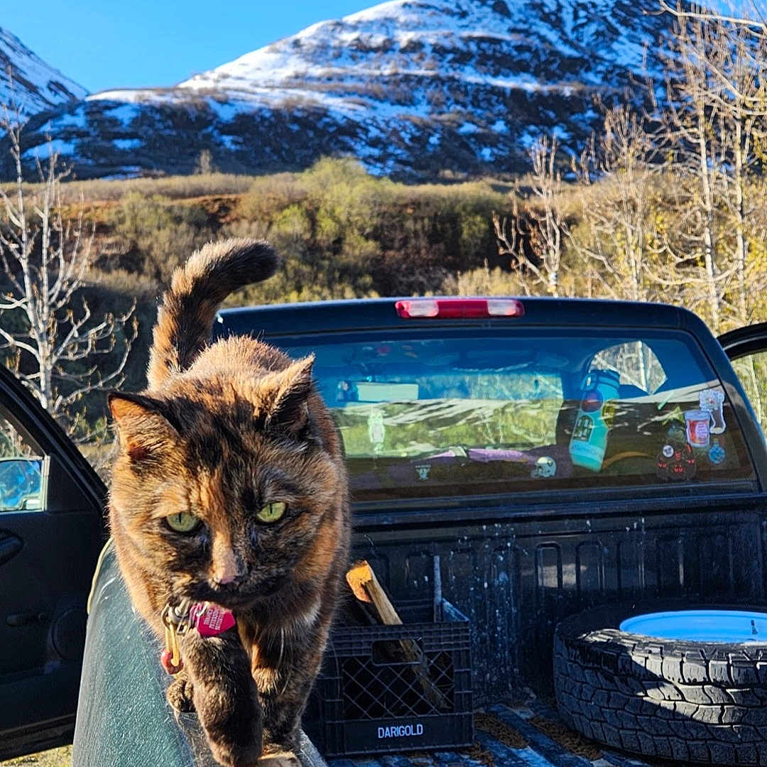 Thanks joined the competition — help win amazing prizes! animal, blue_sky, cat, crate, daylight, mountain, nature, outdoor, pet, pickup_truck, rural, scenic, snow, tire, tortoiseshell_cat, trees, truck_bed, vehicle, walking, wildlife