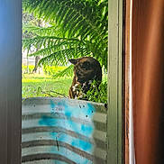 Thanks is registered to the contest to win money with this photo: cat, plant, fern, flower, doorframe, curtain, metal_planter, greenery, outdoor, indoor, nature, animal, pet, window, sunlight, garden, leaf, tree, daylight, quiet