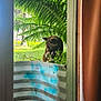cat, plant, fern, flower, doorframe, curtain, metal_planter, greenery, outdoor, indoor, nature, animal, pet, window, sunlight, garden, leaf, tree, daylight, quiet