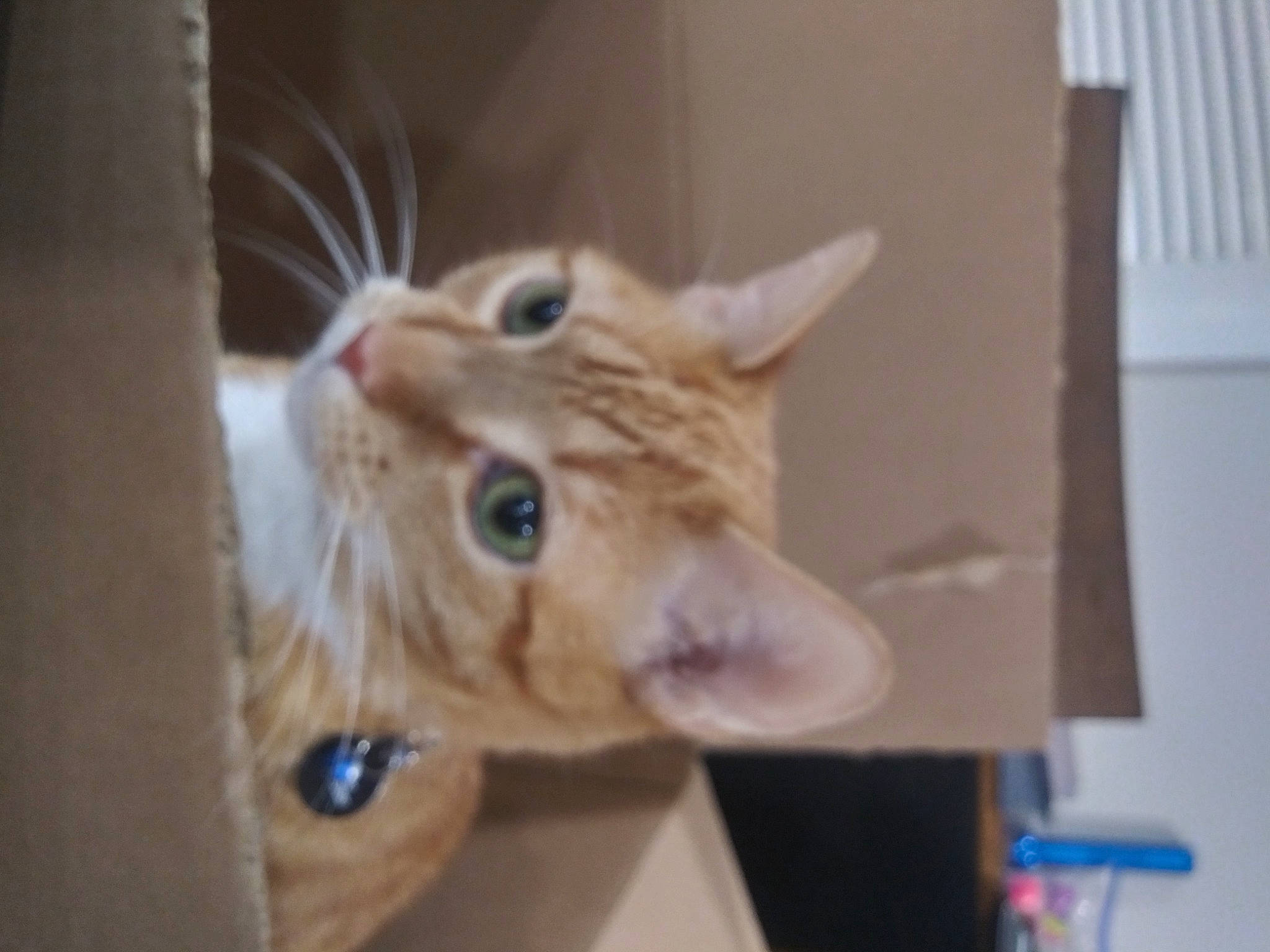 Armani joined the competition — help win amazing prizes! carnivore, cat, claw, domestic_short_haired_cat, ear, felidae, fur, small_to_medium_sized_cats, snout, whiskers, wood