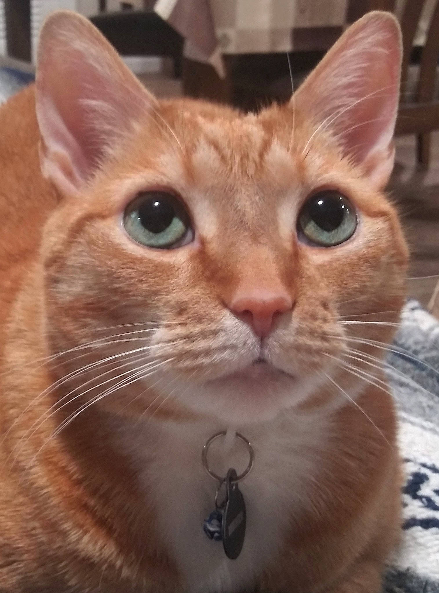 Armani is registered to the contest to win money with this photo: carnivore, cat, close_up, domestic_short_haired_cat, ear, eye, eyelash, fawn, felidae, fur, head, mammal, nose, photo_caption, small_to_medium_sized_cats, snout, whiskers, window