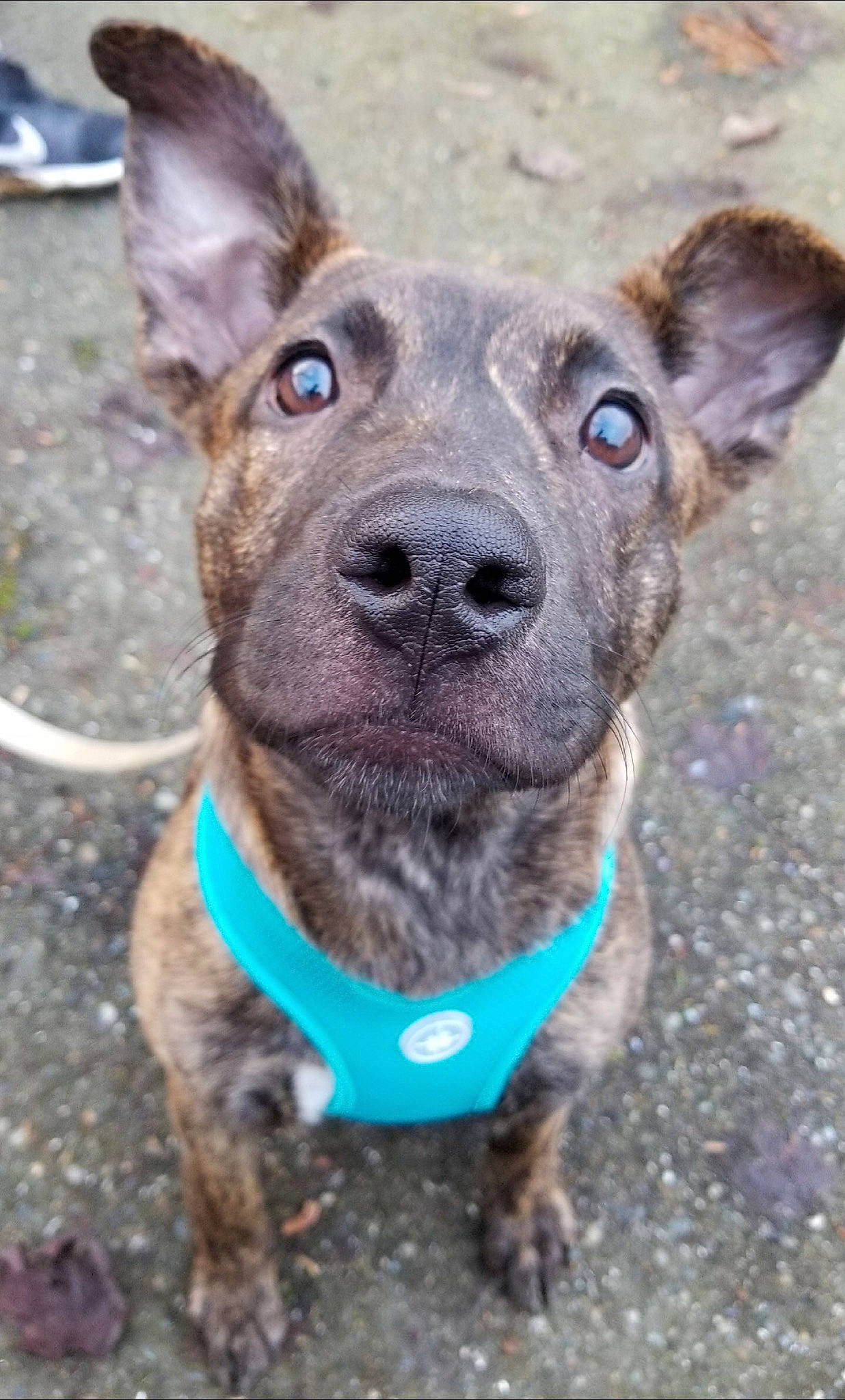 Waffle joined the competition — help win amazing prizes! canidae, carnivore, dog, dog_breed, dog_collar, feist, formosan_mountain_dog, mammal, mountain_cur, rare_breed_dog, snout, sporting_group, treeing_tennessee_brindle, vertebrate, working_dog