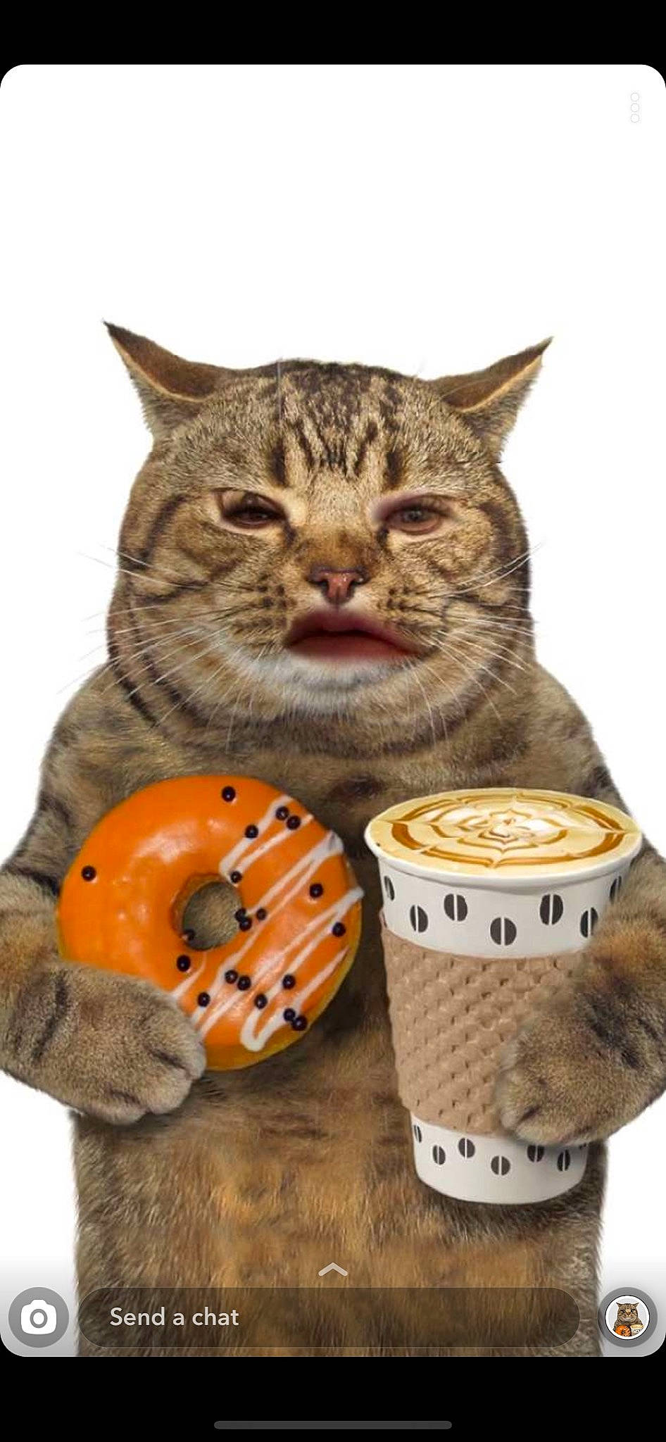 Oil joined the competition — help win amazing prizes! carnivore, cat, cat_supply, felidae, kitten, small_to_medium_sized_cats, tabby_cat