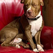 Papa is registered to the contest to win money with this photo: dog, pit_bull, brown_dog, white_chest, white_paws, sitting, chair, red_chair, indoor, portrait, pet, collar, short_hair, floppy_ears, front_facing, relaxed, serious_expression, furniture, leather, close_up