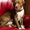 dog, pit_bull, brown_dog, white_chest, white_paws, sitting, chair, red_chair, indoor, portrait, pet, collar, short_hair, floppy_ears, front_facing, relaxed, serious_expression, furniture, leather, close_up