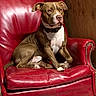dog, canine, pit_bull, brown_and_white, sitting, portrait, indoor, leather_chair, red_chair, armchair, furniture, wooden_wall, collar, white_chest, floppy_ears, serious_expression, pet, home, throne, photography
