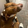 Papa joined the competition — help win amazing prizes! dog, pit_bull, brown_fur, white_markings, short_hair, animal, pet, canine, face, eyes, side_eye, muzzle, nose, indoor, bathroom, tile_floor, sitting, close_up, sneaker, human_leg