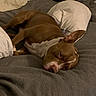 Papa is registered to the contest to win money with this photo: dog, pit_bull, sleeping, lying_down, upside_down, bed, blanket, pillow, bedroom, indoor, brown_dog, white_patch, pet, relaxed, cozy, resting, close_up, portrait, soft_lighting, home