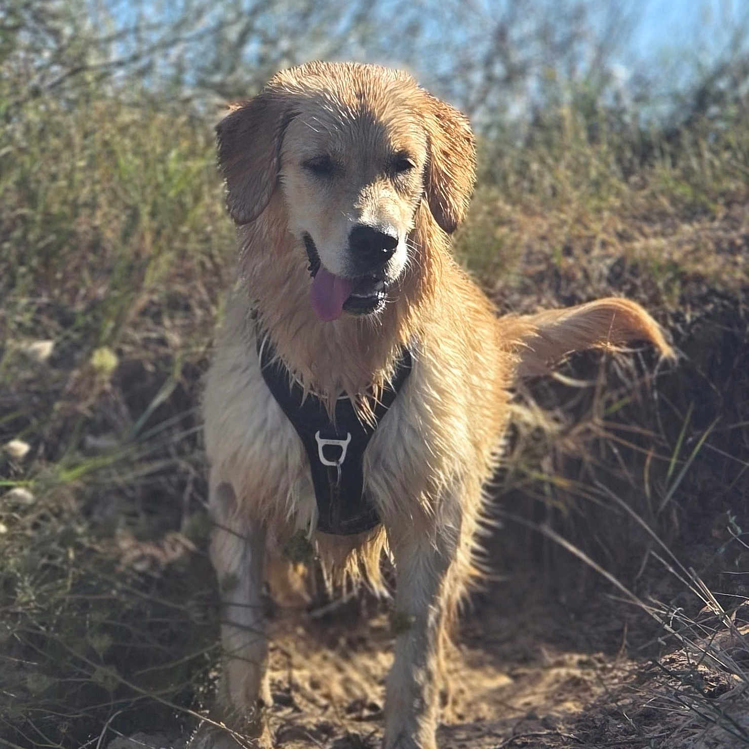 Aqua a rejoint le concours — aidez-le/la à gagner de superbes lots ! adventure, animal, canine, daytime, dog, ears, golden_retriever, grass, happy, harness, muzzle, nature, outdoor, pet, sand, sunlight, tail, tongue_out, walking, wet_fur