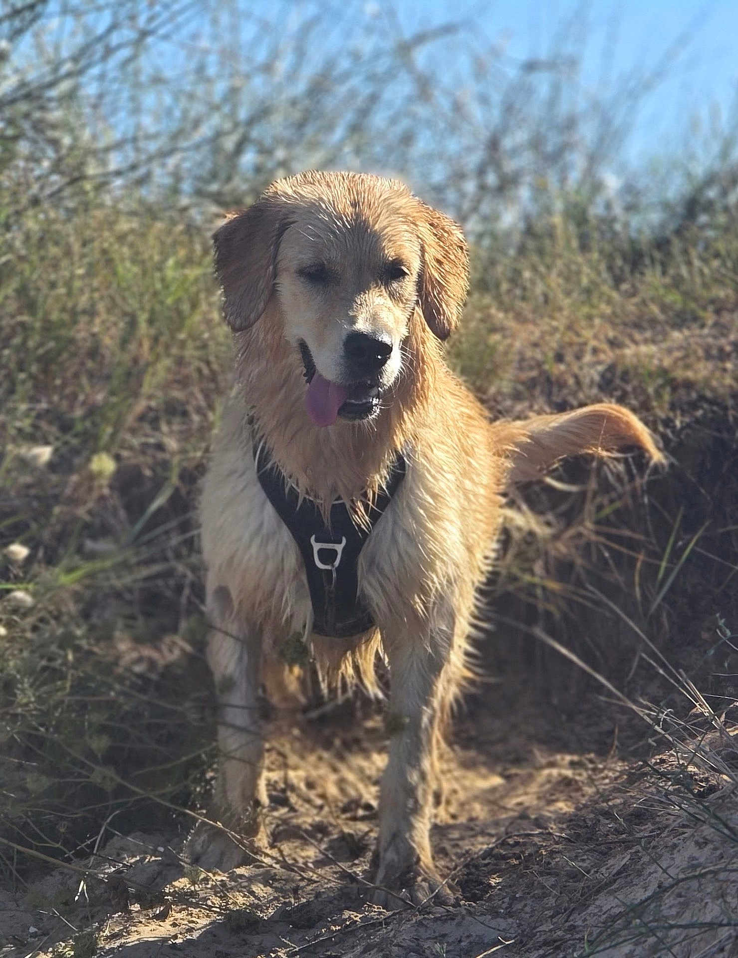 Aqua a rejoint le concours — aidez-le/la à gagner de superbes lots ! dog, golden_retriever, wet_fur, outdoor, nature, grass, sand, sunlight, canine, pet, animal, happy, tongue_out, daytime, muzzle, ears, tail, walking, harness, adventure