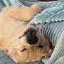 Aqua a rejoint le concours — aidez-le/la à gagner de superbes lots ! dog, puppy, golden_retriever, sleeping, blanket, soft_texture, cozy, fur, cute, pet, indoors, resting, closeup, animal, comfort, relaxation, nap, canine, bed, warm