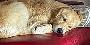 Aqua a rejoint le concours — aidez-le/la à gagner de superbes lots ! dog, golden_retriever, sleeping, couch, red_leather, pillow, indoor, pet, resting, fur, cozy, relaxation, home, animal, canine, comfort, nap, domestic, furniture, living_room