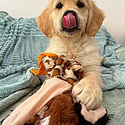 Aqua a rejoint le concours — aidez-le/la à gagner de superbes lots ! puppy, dog, golden_retriever, tongue, licking, paw, toy, plush_toy, blanket, cozy, indoor, pet, cute, animal, fur, face, ears, snout, playing, soft