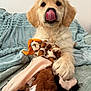 puppy, dog, golden_retriever, tongue, licking, paw, toy, plush_toy, blanket, cozy, indoor, pet, cute, animal, fur, face, ears, snout, playing, soft