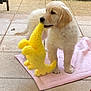 Aqua participe au concours pour gagner de l'argent avec cette photo : puppy, dog, golden_retriever, toy, yellow_toy, blanket, pink_blanket, outdoor, patio, tile_floor, pet, young_dog, cute, playful, canine, fur, animal, domestic_animal, pet_toy, chewing