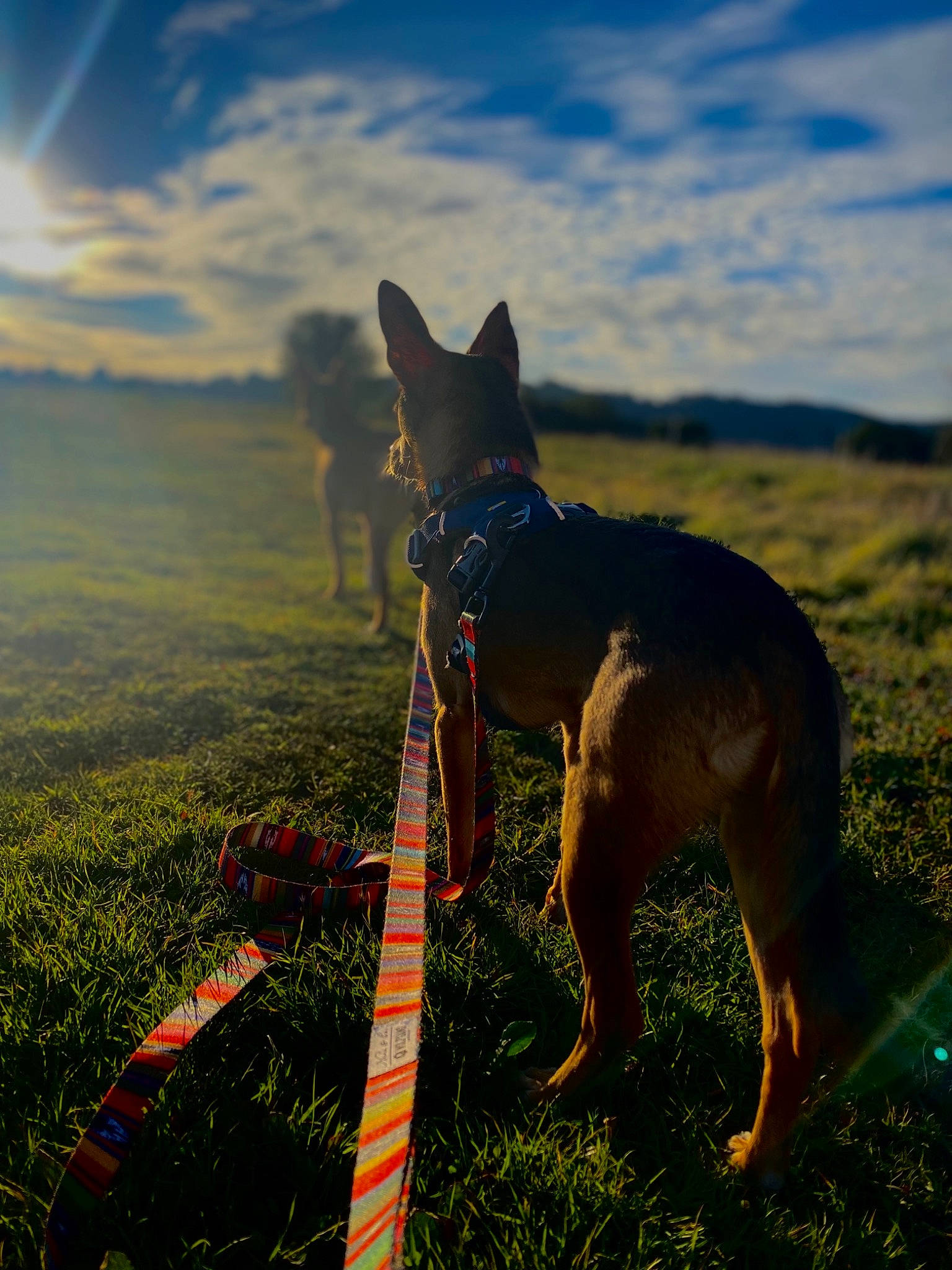 Gansito is registered to the contest to win money with this photo: carnivore, cloud, dog, dog_breed, dog_supply, fawn, fun, grass, grassland, happy, landscape, light, natural_landscape, people_in_nature, recreation, sky, slope, sporting_group, tail, working_animal