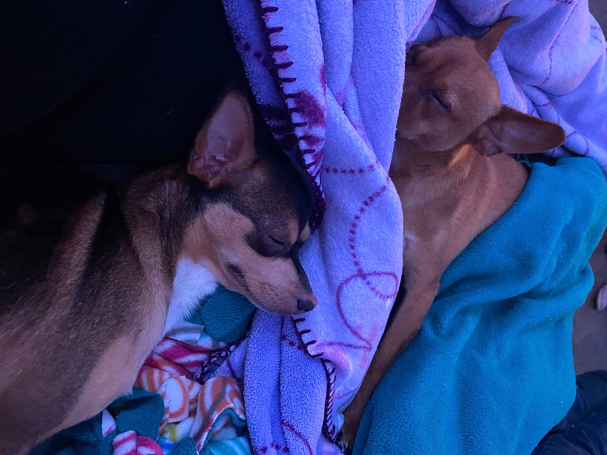 Gansito is registered to the contest to win money with this photo: blue, canidae, carnivore, chihuahua, comfort, companion_dog, dog, dog_breed, ear, electric_blue, fawn, felidae, fur, linens, purple, snout, sporting_group, toy_dog, whiskers, working_animal