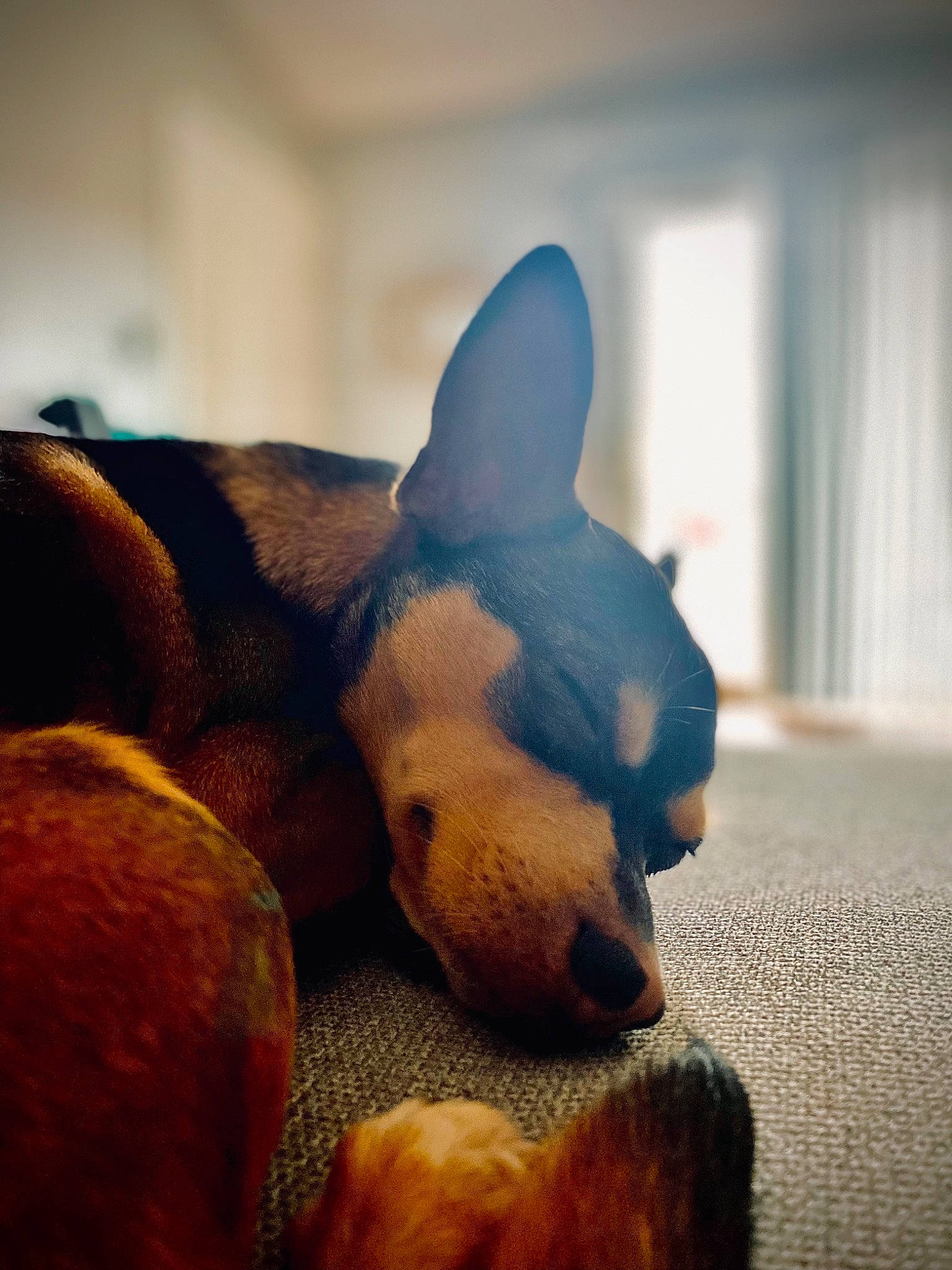 Gansito is registered to the contest to win money with this photo: canidae, carnivore, cloud, comfort, companion_dog, dog, dog_breed, ear, fawn, nap, paw, sky, snout, sporting_group, tail, terrestrial_animal, toy, toy_dog, whiskers, working_animal