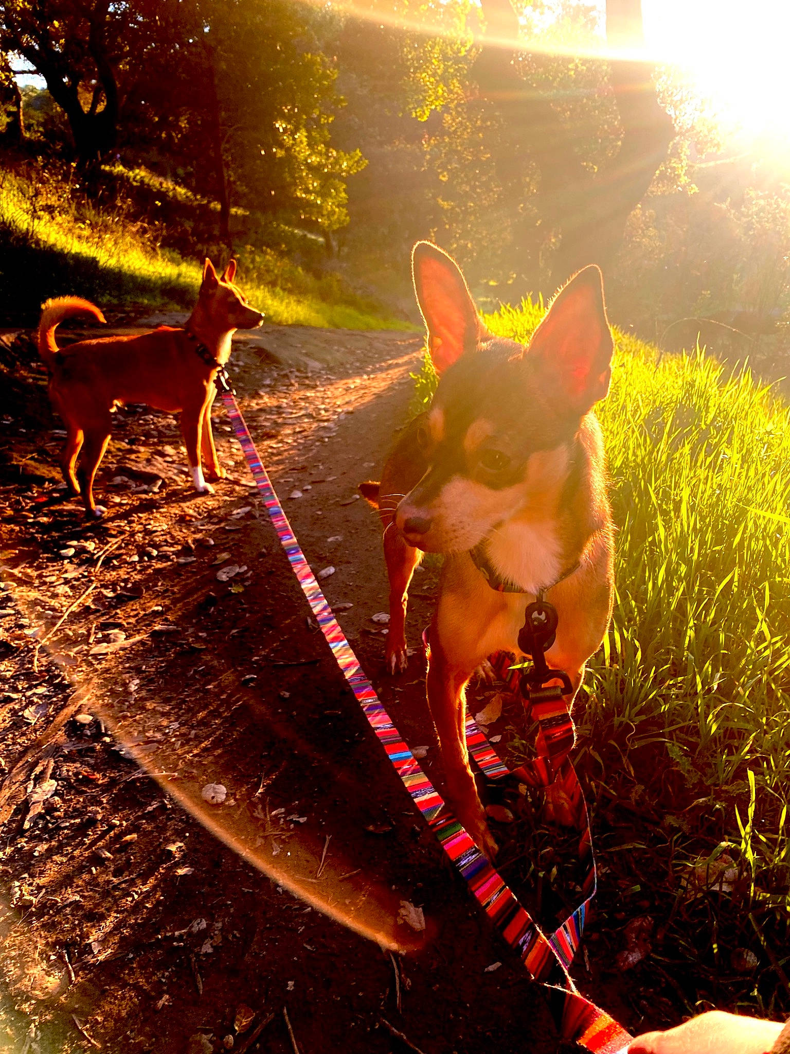 Gansito is registered to the contest to win money with this photo: carnivore, dog, dog_breed, fawn, grass, green, happy, landscape, lens_flare, light, morning, organism, people_in_nature, plant, shadow, sunlight, tail, tints_and_shades, tree, wildlife