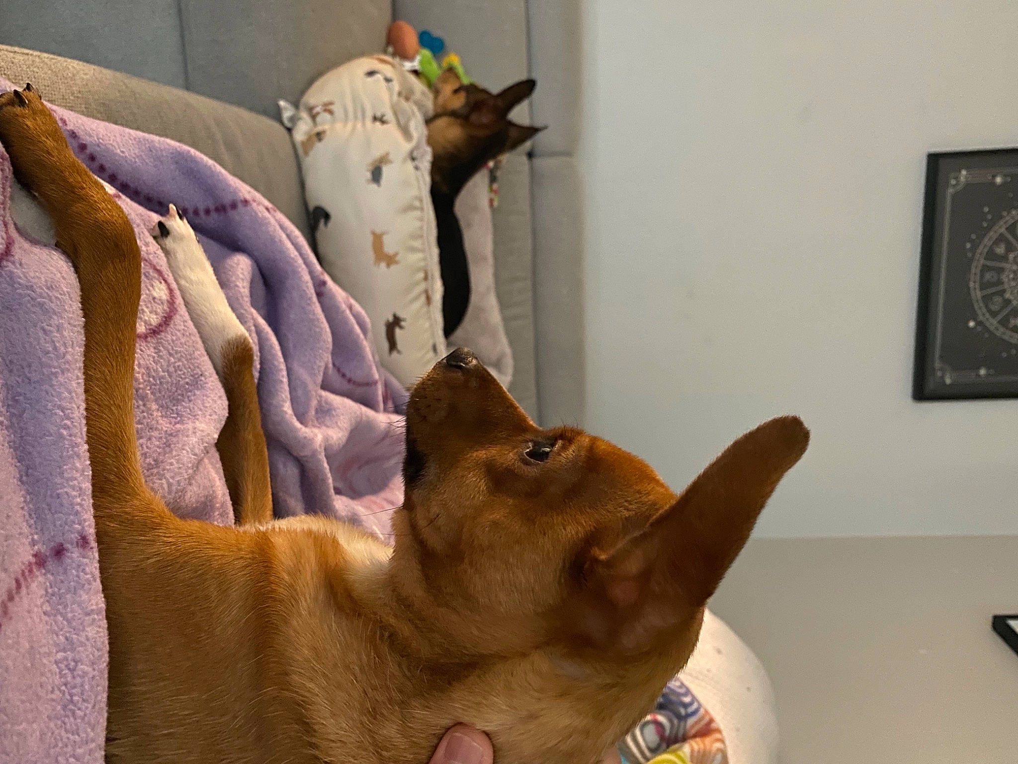 Benito is registered to the contest to win money with this photo: canidae, carnivore, comfort, companion_dog, dog, dog_breed, fawn, felidae, fur, linens, liver, picture_frame, room, small_to_medium_sized_cats, snout, sporting_group, whiskers, wood, working_animal, wrinkle