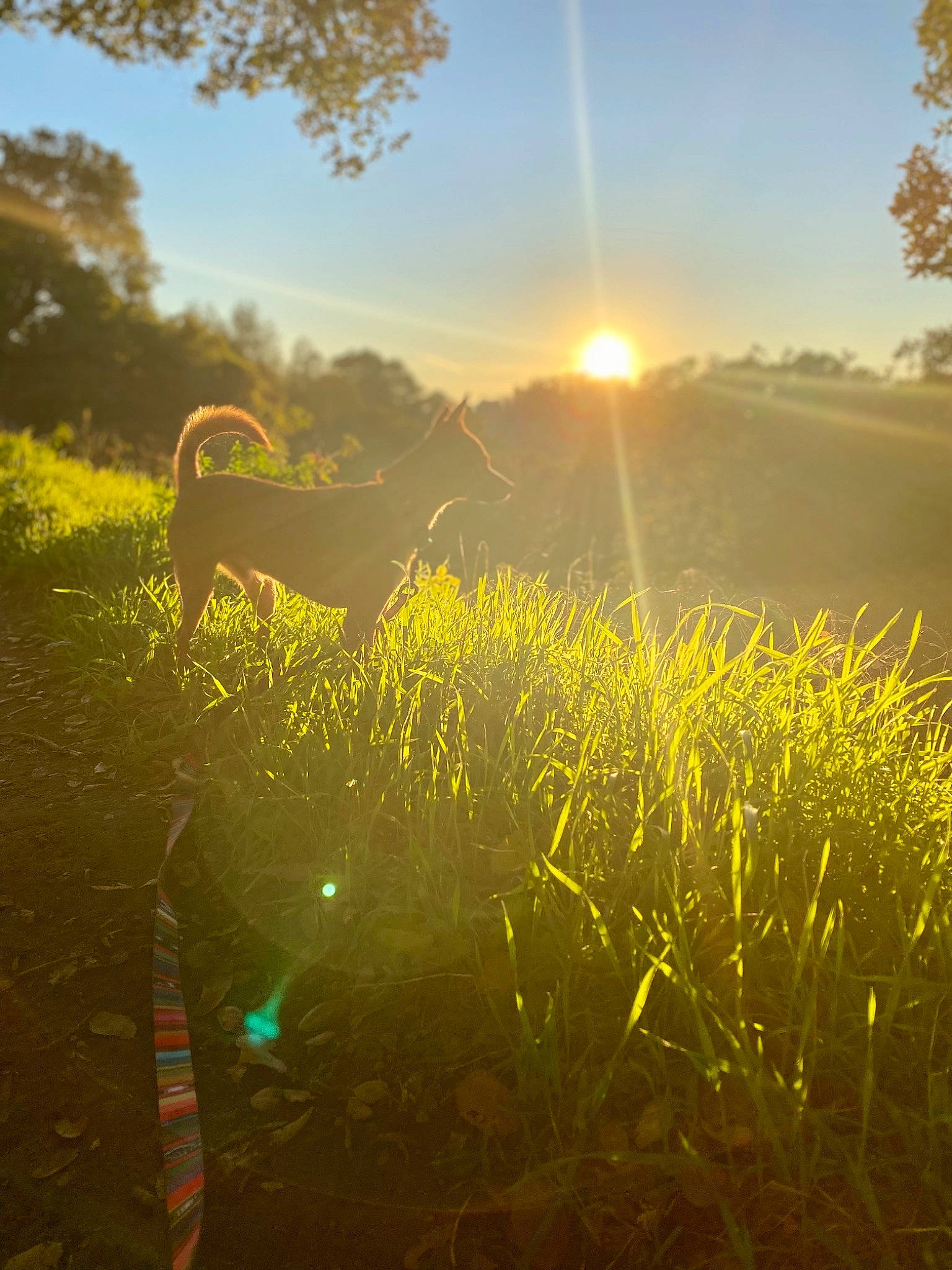 Benito is registered to the contest to win money with this photo: astronomical_object, atmosphere, atmospheric_phenomenon, daytime, ecoregion, grass, horizon, landscape, leaf, lens_flare, natural_environment, natural_landscape, people_in_nature, plant, sky, sunlight, sunrise, sunset, tree, vegetation
