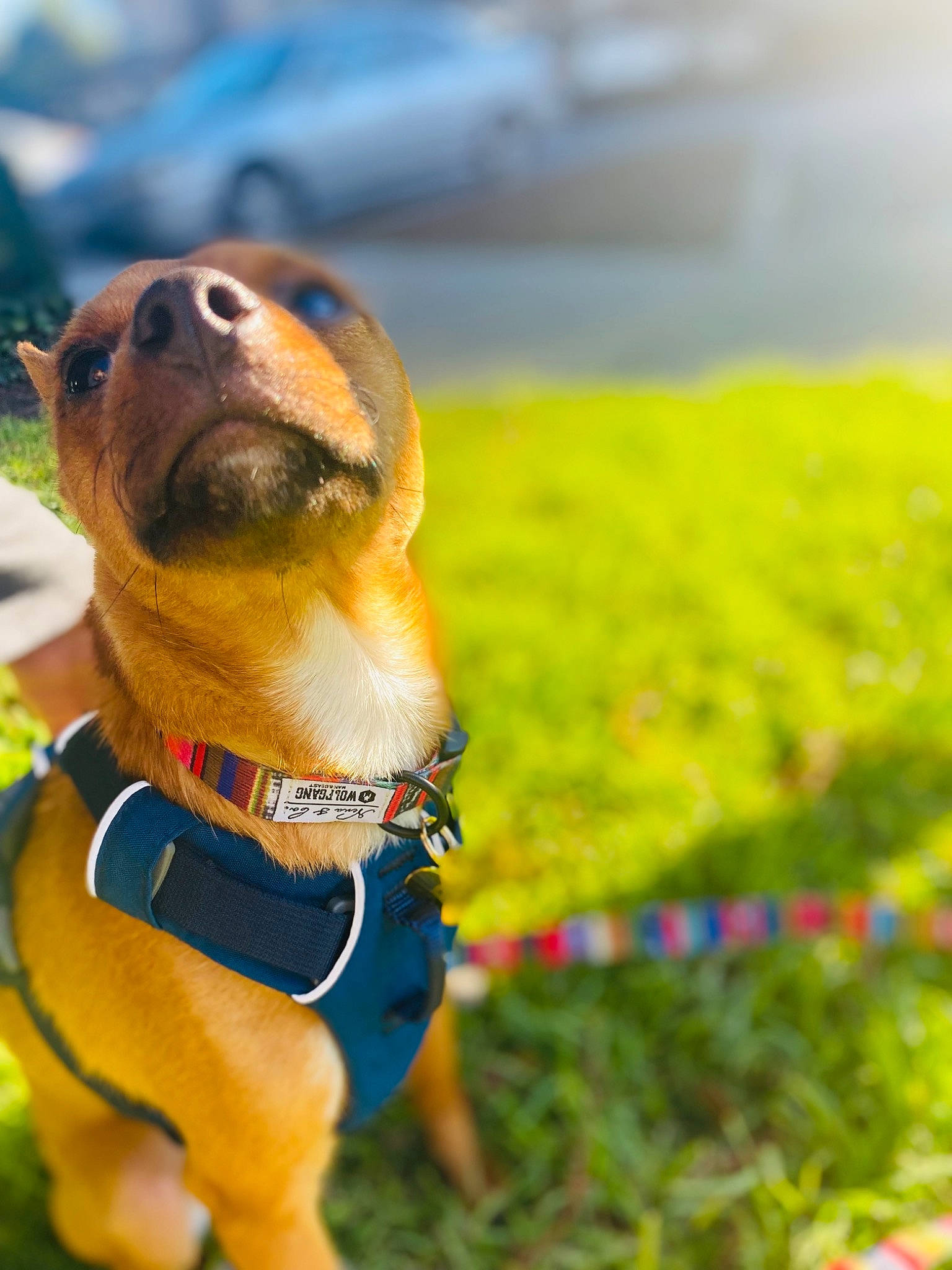 Benito is registered to the contest to win money with this photo: carnivore, collar, companion_dog, dog, dog_breed, dog_clothes, dog_collar, dog_supply, fawn, grass, happy, hound, leash, pet_supply, plant, snout, sporting_group, sunglasses, toy, whiskers