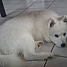 Apy participe au concours pour gagner de l'argent avec cette photo : dog, white_fur, fluffy, lying_down, floor, tile_floor, pet, indoors, canine, paw, ears, cute, relaxed, animal, mammal, companion, fur, face, resting, domestic_animal
