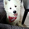 dog, white_dog, fluffy, bandana, red_bandana, indoor, smiling_dog, pet, cute, happy, sitting, floor_tiles, black_table, couch, fur, animal, companion, friendly, domestic_animal, canine