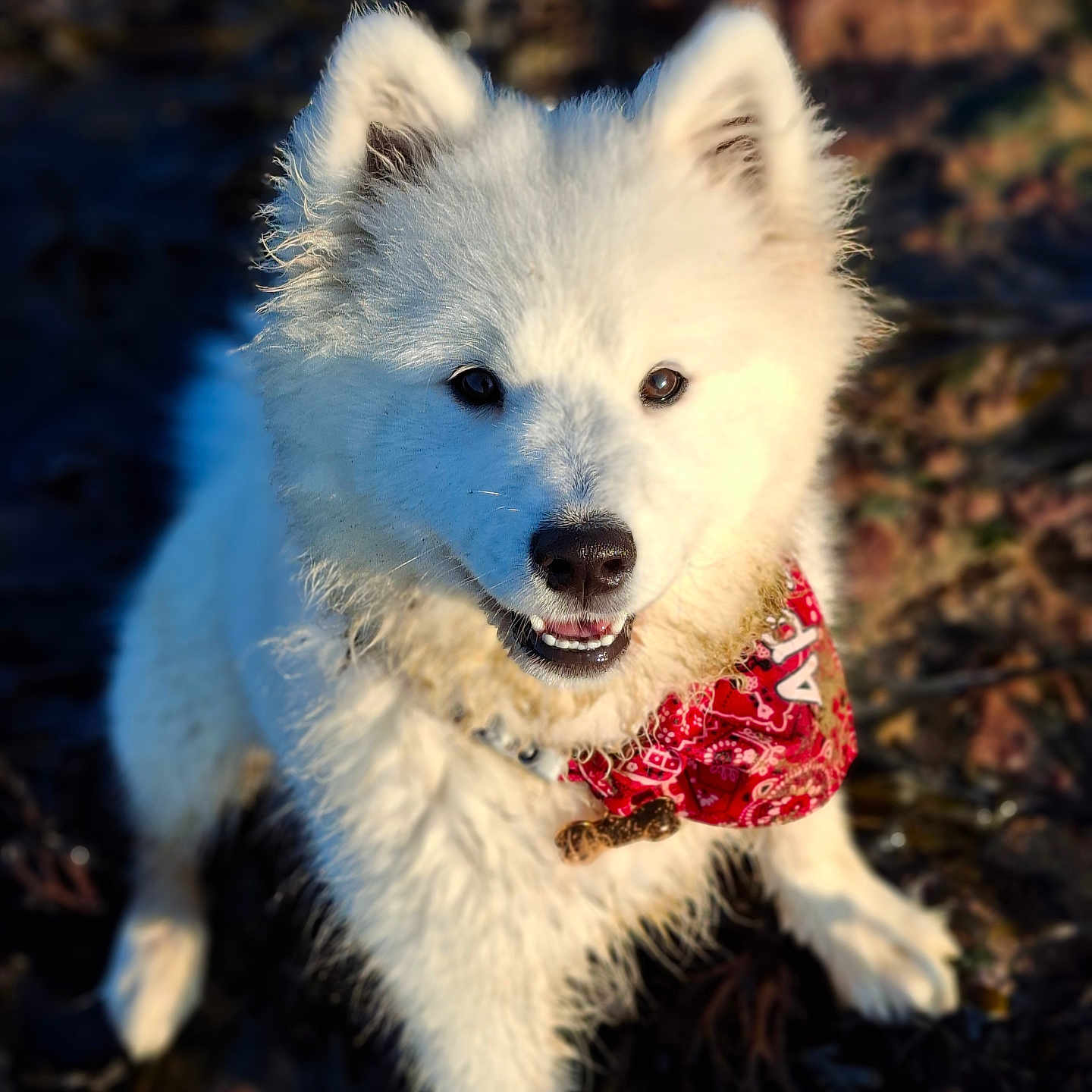 Apy a rejoint le concours — aidez-le/la à gagner de superbes lots ! dog, white_dog, bandana, outdoor, pet, canine, fluffy, smiling, animal, nature, fur, portrait, happy, young_dog, cute, playful, sunlight, collar, closeup, friendly
