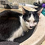 Mustache is registered to the contest to win money with this photo: animal, bathroom, black_and_white, cat, close_up, countertop, curled_up, domestic, ears, face, faucet, fur, indoor, pet, relaxed, resting, sink, tap, vintage_wallpaper, whiskers