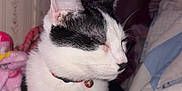 Mustache is registered to the contest to win money with this photo: animal, bed, bell, black_and_white, blanket, cat, close_up, collar, comfort, cozy, cute, domestic, feline, fur, indoor, peaceful, pet, resting, sleepy, whiskers