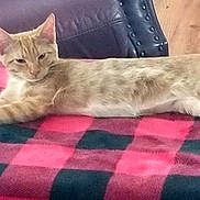 Atlas joined the competition — help win amazing prizes! cat, orange_tabby, stretching, blanket, red, black, checkered, chair, leather_chair, feline, indoor, wooden_floor, pet, cozy, relaxed, animal, paw, fur, whiskers, ears
