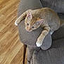 Atlas is registered to the contest to win money with this photo: cat, orange_tabby, feline, pet, relaxed, gray_recliner, armrest, wooden_floor, indoor, home, curious, whiskers, paws, fur, cozy, living_room, furniture, resting, animal, domestic