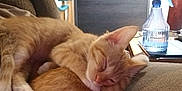 Atlas is registered to the contest to win money with this photo: animal, cat, couch, cozy, cuddle, cute, feline, fur, ginger_cat, home, indoor, kitten, lamp, paw, pet, relaxing, resting, sleeping, spray_bottle, tattoo
