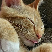 Atlas joined the competition — help win amazing prizes! adorable, animal, cat, close_up, cozy, cute, domestic_cat, ear, feline, fur, ginger_cat, nose, paw, pet, relaxed, resting, sleeping, soft, tongue_out, whiskers