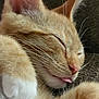 adorable, animal, cat, close_up, cozy, cute, domestic_cat, ear, feline, fur, ginger_cat, nose, paw, pet, relaxed, resting, sleeping, soft, tongue_out, whiskers